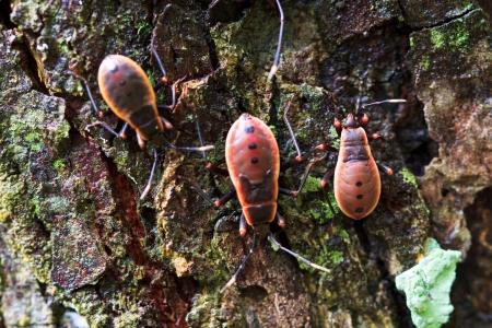 Kapok bug, Probergrothius nigricornis Rainforest Insects in の写真素材