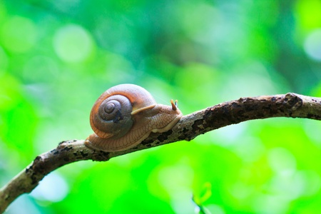 closeup of snail in the rainforest southeast asia and asian thailandの写真素材