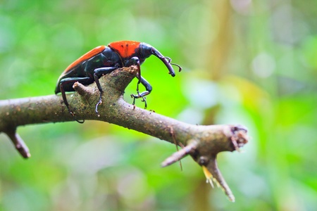 Orange beetle insects In tropical forests thailand の写真素材