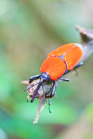 Orange beetle insects In tropical forests thailand の写真素材