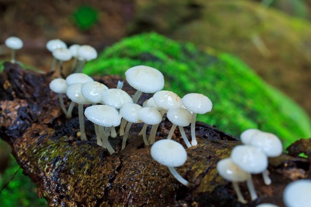 White mushrooms in Tropical zone Rainforest thailand の写真素材