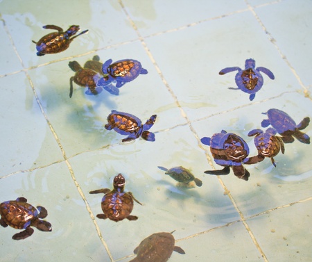Sea turtle conservation Conservation of marine species の写真素材
