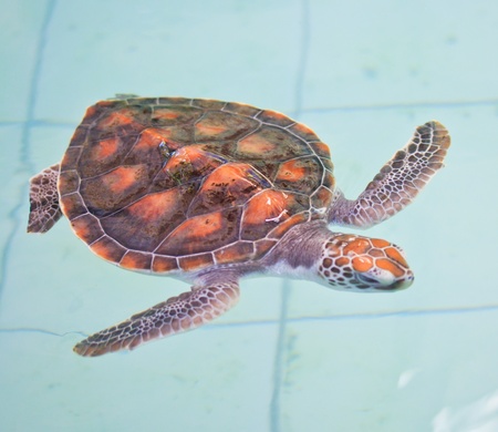 Sea turtle conservation Conservation of marine species