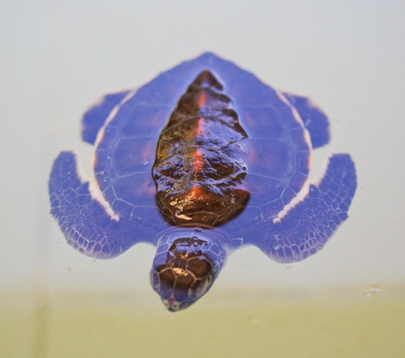 Sea turtle conservation Conservation of marine species