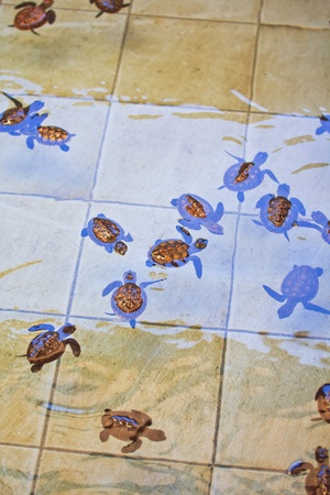 Sea turtle conservation Conservation of marine speciesの写真素材