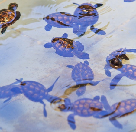 Sea turtle conservation Conservation of marine speciesの写真素材