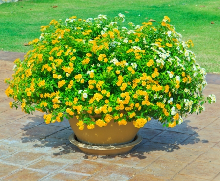Yellow Flowers in pots の写真素材
