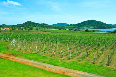 vineyards Grape farm green の写真素材