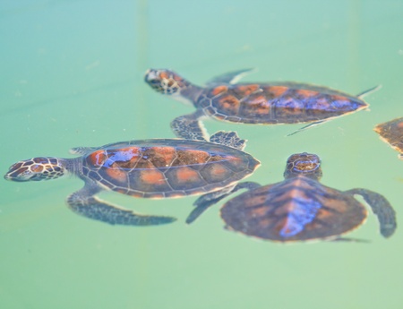 Sea turtle conservation Conservation of marine species の写真素材