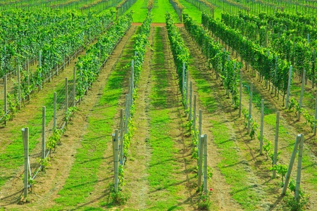 vineyards Grape farm green の写真素材