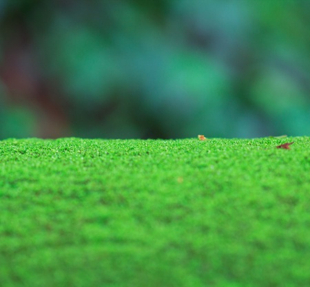 Green Moss for background texture 