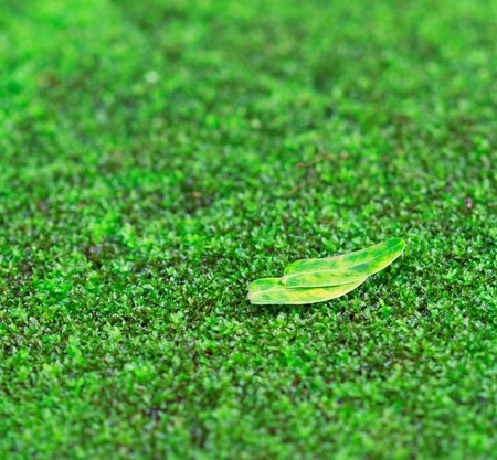 Green Moss for background texture 