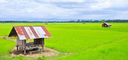 Cottage and green terraced rice field in Thailand の写真素材