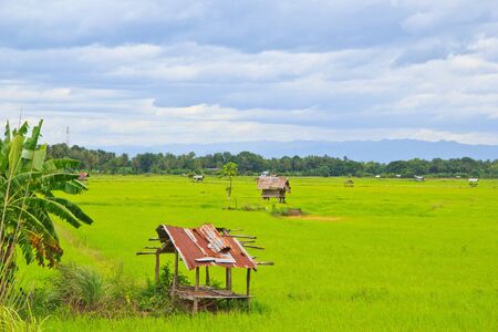 Cottage and green terraced rice field in Thailand の写真素材