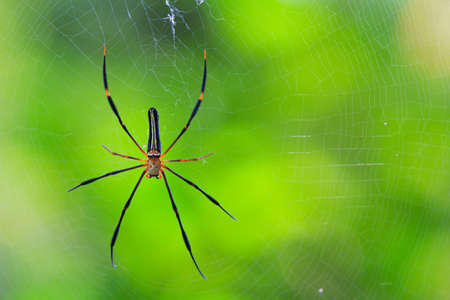 Macro closeup Spider in the wild asia thailand の写真素材