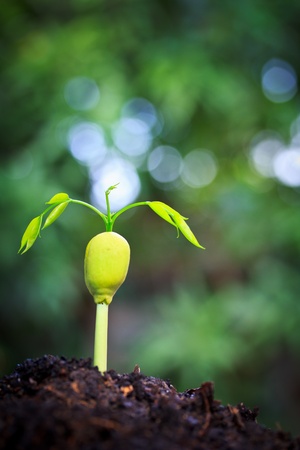 step of growing tree seed sprout tree の写真素材