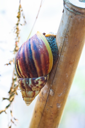 Snail In the wild asia thailand の写真素材