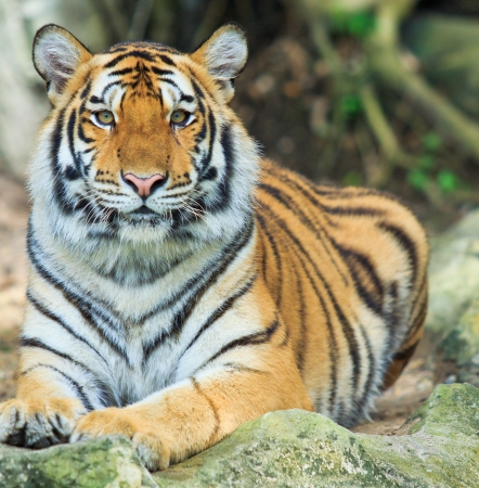 Tigerの写真素材