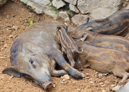 wild boar 
