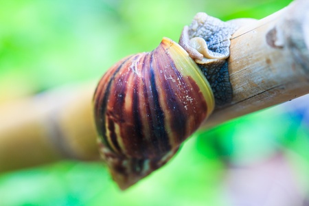 Snail In the wild asia thailand