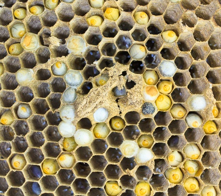 Wasps are aggressive insects 