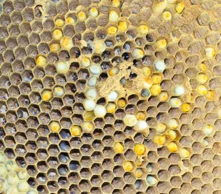 Wasps are aggressive insects の写真素材