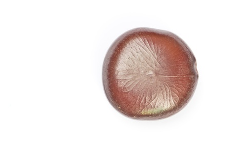 Seed plants  afzelia xylocarpa  Tropical zone asia thailand の写真素材