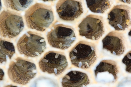 Wasps are aggressive insects の写真素材