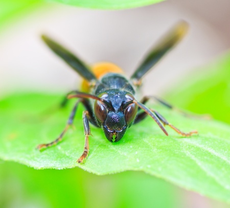 Closeup wasps are aggressive insects on the leaf の写真素材