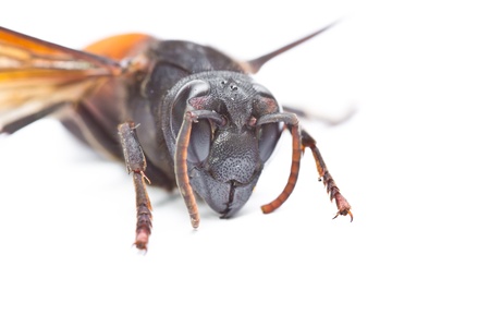 Closeup wasps are aggressive insects の写真素材