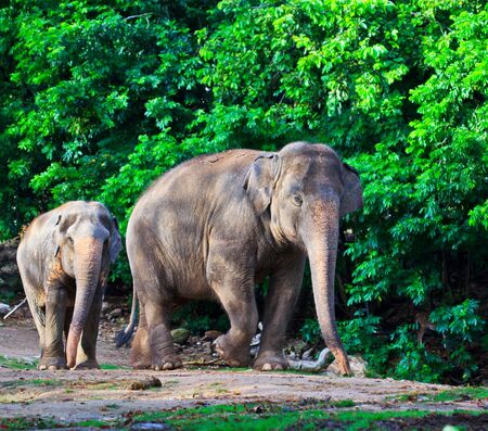 Asia elephant southeast Asia Thailand の写真素材