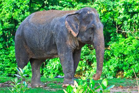 Asia elephant southeast Asia Thailand の写真素材