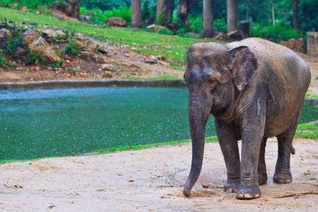 Asia elephant southeast Asia Thailand の写真素材