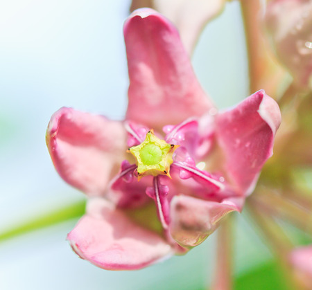 Crown flower Purple flowers の写真素材