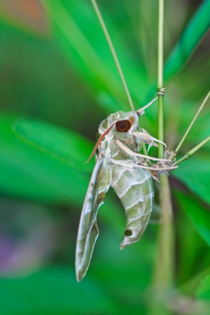 Moth-Guard Month wraps and Oleander Hawk-moth  Daphnis nerii  male and female asia thailand の写真素材