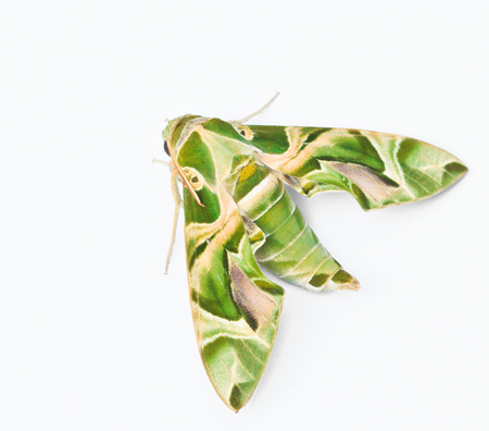 Moth-Guard Month wraps and Oleander Hawk-moth  Daphnis nerii  male and female asia thailand の写真素材