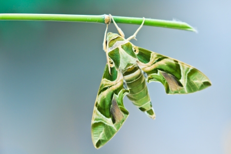 Moth-Guard Month wraps and Oleander Hawk-moth  Daphnis nerii  male and female asia thailand の写真素材