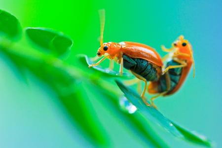 Insect tortoise Golden Tortoise Beetle Beetlesの写真素材
