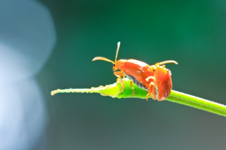 Insect tortoise Golden Tortoise Beetle Beetlesの写真素材