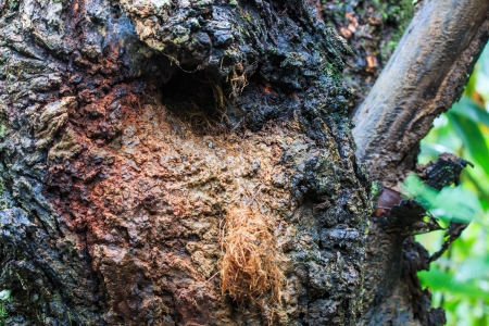 Flying squirrel nest from tree trunk hole at Doi Inthanon National park in Chiang Mai, Province Asia Thailand の写真素材