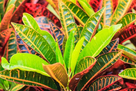 colorful croton leaves for background 