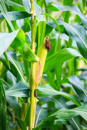 Green corn field の写真素材