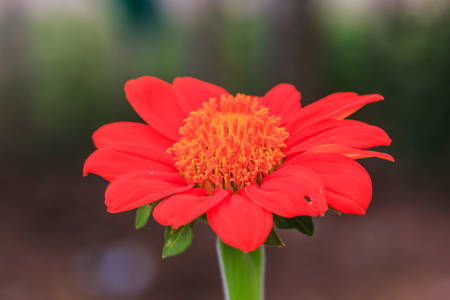 Red flowerの写真素材