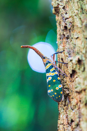 Lanternfly, the insect on tree fruits. FULGORID PLANTHOPPERS Pyrops candelaria or lantern fly, trunk...