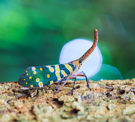 Lanternfly, the insect on tree fruits. FULGORID PLANTHOPPERS Pyrops candelaria or lantern fly, trunk...