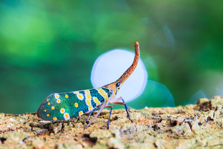 Lanternfly, the insect on tree fruits. FULGORID PLANTHOPPERS Pyrops candelaria or lantern fly, trunk...