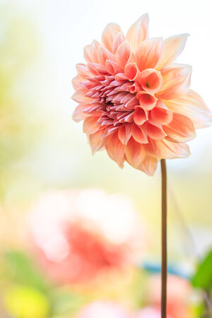 Dahlia colorful flower Orange for background texture の写真素材