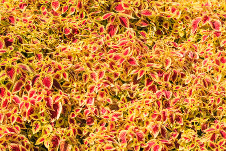 Yellow Leafの写真素材