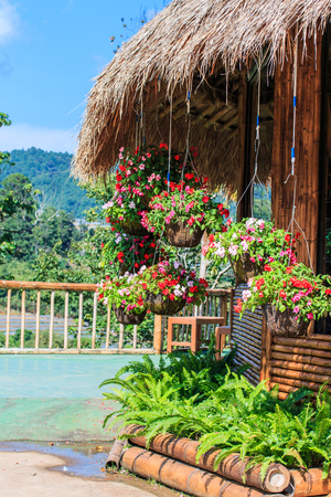 Petunias in hanging pots   Petunia hybrida Vilm   の写真素材