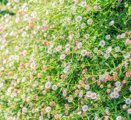 Field of daisyes , Flowering white Eigeron 